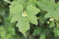 Bryonia dioica