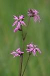Lychnis flos-cuculi