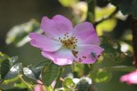 Rosa rubiginosa