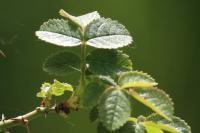 Rosa rubiginosa