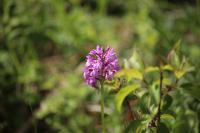 Anacamptis pyramidalis