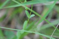 Linum catharticum