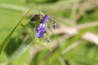 Salvia pratensis