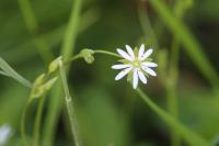 Stellaria graminea