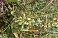 Muscari comosum