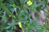 Potentilla erecta