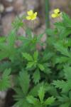 Potentilla erecta
