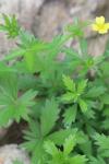 Potentilla erecta