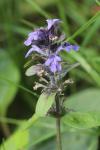 Ajuga reptans