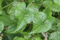 Dioscorea communis