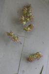 Dactylis glomerata