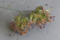 Dactylis glomerata