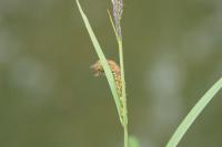 Carex riparia