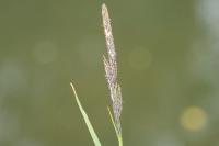 Carex riparia