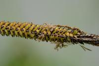Carex riparia