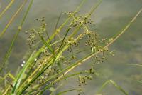 Scirpus sylvaticus