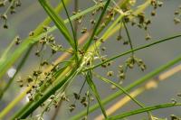 Scirpus sylvaticus