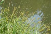 Juncus effusus