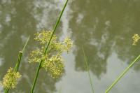 Juncus effusus