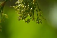 Juncus effusus