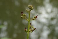 Scrophularia auriculata
