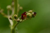 Scrophularia auriculata