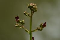 Scrophularia auriculata