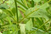 Scrophularia auriculata