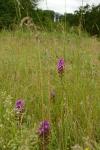 Anacamptis pyramidalis