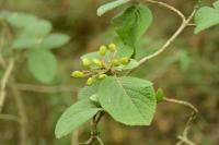 Viburnum lantana