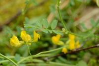 Hippocrepis comosa