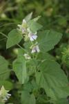 Althaea officinalis