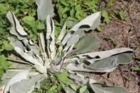 Verbascum pulverulentum