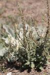 Verbascum pulverulentum