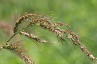 Echinochloa crus-galli