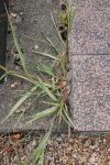 Echinochloa crus-galli