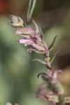 Odontites vernus