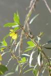 Ludwigia peploides