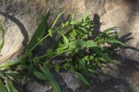 Rumex maritimus