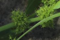 Rumex maritimus