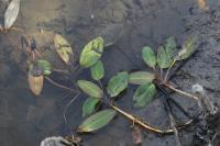 Potamogeton natans
