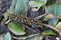 Potamogeton natans