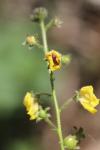 Verbascum blattaria