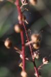 Verbascum blattaria