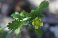 Potentilla supina