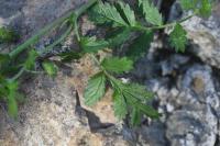 Potentilla supina