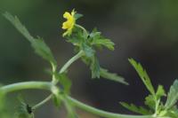 Potentilla supina