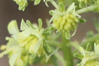 Reseda lutea