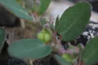 Euphorbia prostrata