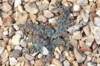 Euphorbia maculata